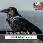 Burung Gagak: Mitos dan Fakta di Balik Kehadirannya