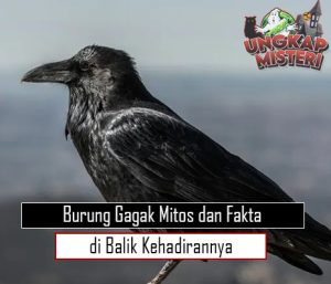 Burung Gagak Mitos dan Fakta di Balik Kehadirannya