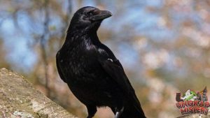 Fakta Menarik tentang Burung Gagak