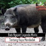 Babi Ngepet: Legenda Mistis Tentang Kaya Mendadak