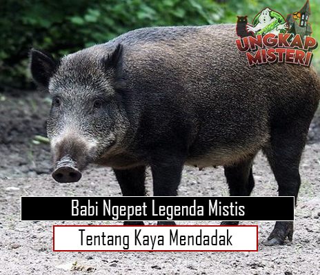 Babi Ngepet Legenda Mistis Tentang Kaya Mendadak