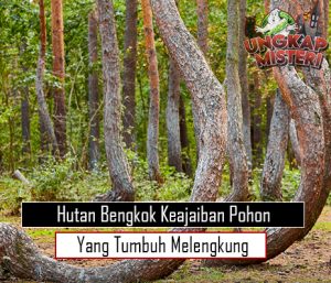 Hutan Bengkok Keajaiban Pohon yang Tumbuh Melengkung