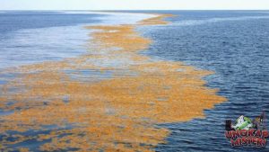 Ekosistem Laut Sargasso Rumah bagi Kehidupan Laut