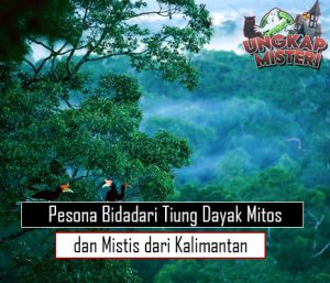 Pesona Bidadari Tiung Dayak Mitos dan Mistis dari Kalimantan
