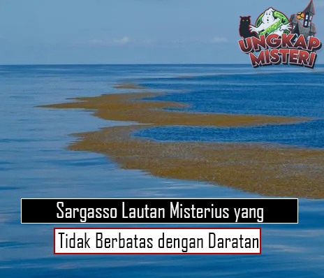 Sargasso Lautan Misterius yang Tidak Berbatas dengan Daratan