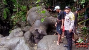 Duka di Bali Zoo: Kehilangan Atas Kepergian Gajah Molly!