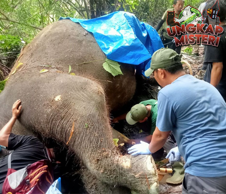 Duka di Bali Zoo: Kehilangan Atas Kepergian Gajah Molly!