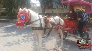 Rahasia di Balik Delman Berjalan Sendiri di Boyolali: Terjawab!