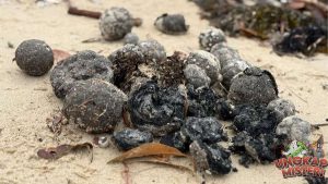 Fenomena Aneh: Ribuan Bola Hitam Muncul di Pantai Australia!