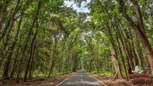 Alas Purwo: Hutan Jawa yang Penuh Misteri dan Keajaiban Alam!