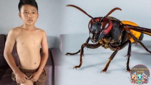 Serangan Tawon Ganas Bikin 1 Orang Tewas dan 10 Terluka Parah