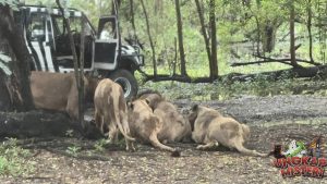 Singa Liar Mengamuk Penjaga Safari World Tidak Selamat