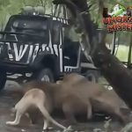 Singa Liar Mengamuk Penjaga Safari World Tidak Selamat