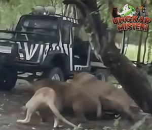 Singa Liar Mengamuk Penjaga Safari World Tidak Selamat