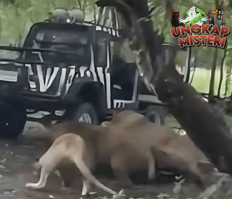 Singa Liar Mengamuk Penjaga Safari World Tidak Selamat