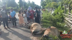 Kecelakaan Aneh Sapi Akhir Tragis Bagi Pesepakbola