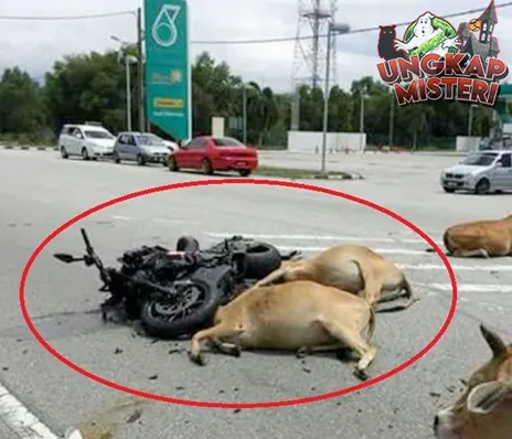 Kecelakaan Aneh Sapi Akhir Tragis Bagi Pesepakbola