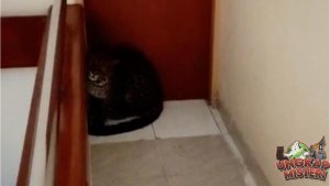Macan Tutul Nyasar ke Hotel, Jabar Heboh Pagi Ini