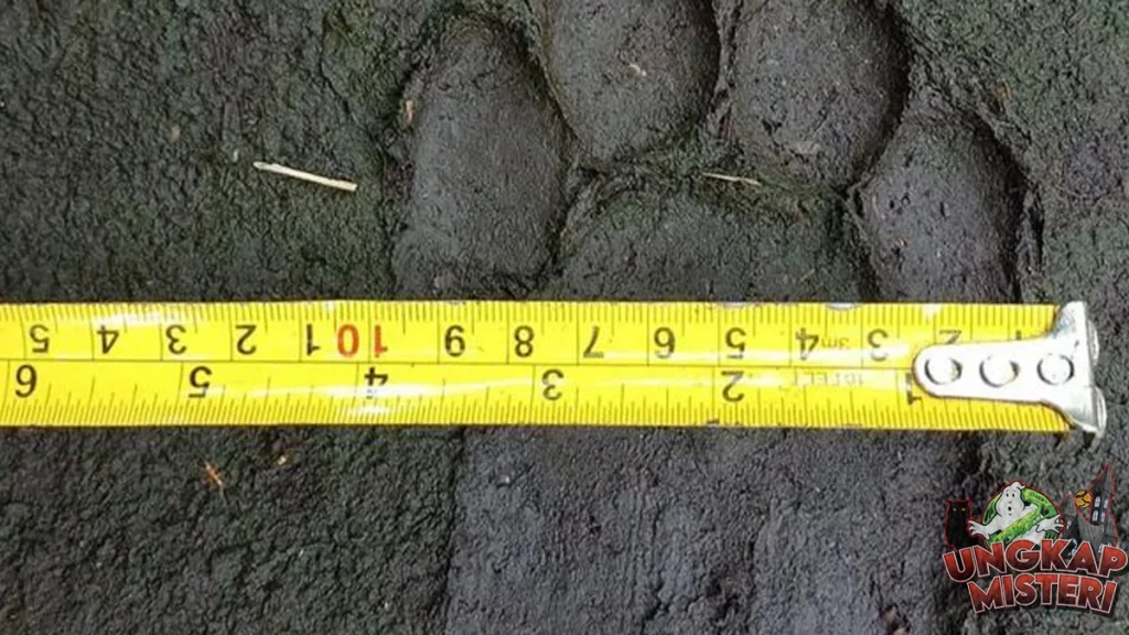 Ketika Jejak Harimau Menyapa Tanah Sumatera