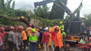 2 Korban Tertimpa Pohon Tumbang di Monjali Sleman
