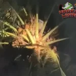 Santri Terjebak 2 Jam di Pohon Kelapa, Diselamatkan Tim