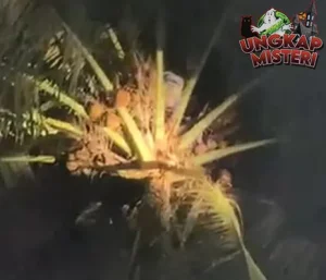 Santri Terjebak 2 Jam di Pohon Kelapa, Diselamatkan Tim