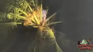 Santri Terjebak 2 Jam di Pohon Kelapa, Diselamatkan Tim