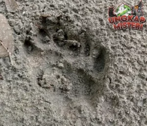 Ketika Jejak Harimau Menyapa Tanah Sumatera