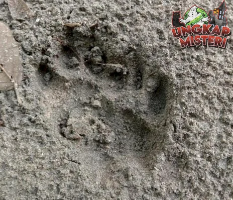 Ketika Jejak Harimau Menyapa Tanah Sumatera