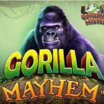 Gorilla Mayhem Sini Gue Bisikin Bro